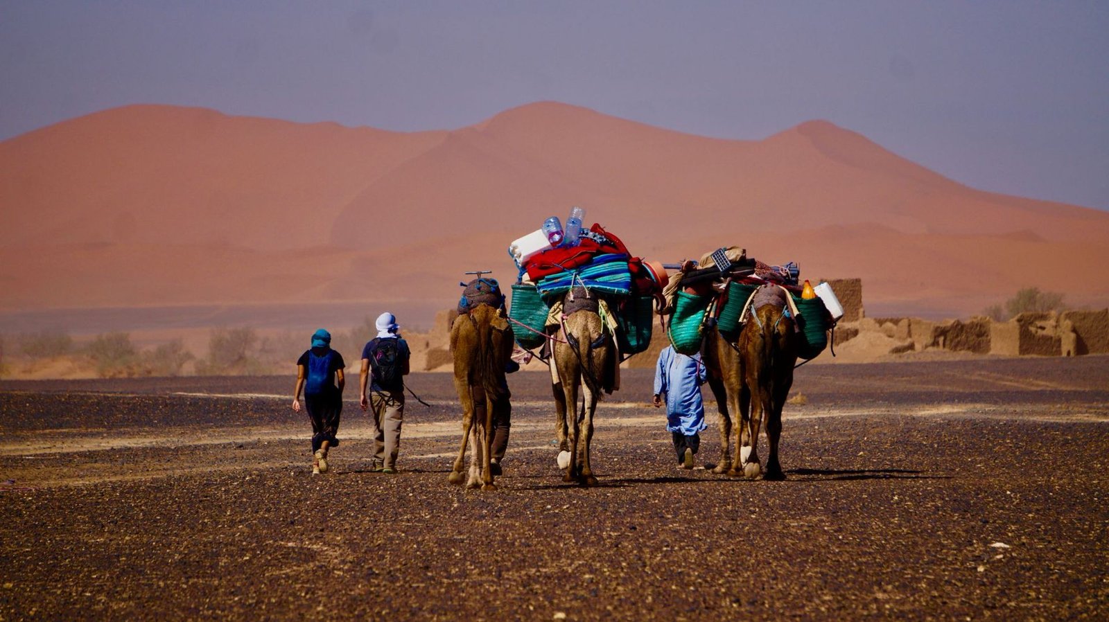 Camel caravan walking towards the Sahara dunes